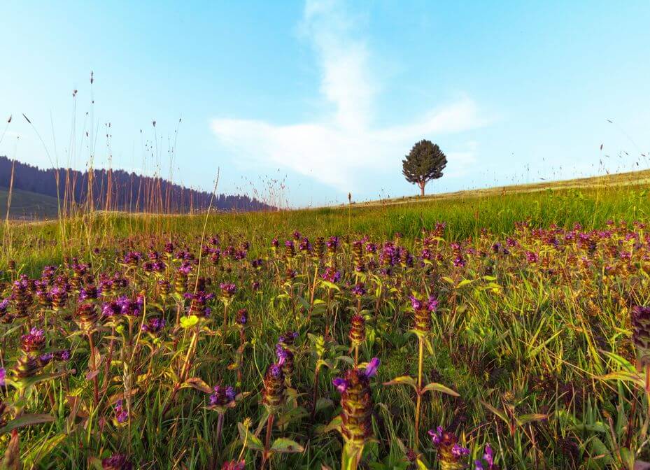 Strawberry valley